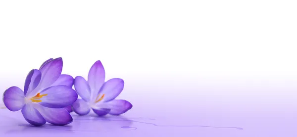 Цветок крокуса — стоковое фото