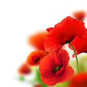 Poppies flowers background - frame