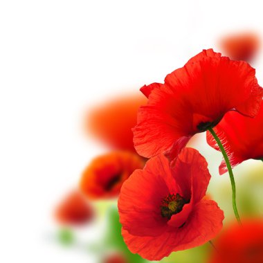Poppies flowers background - frame clipart