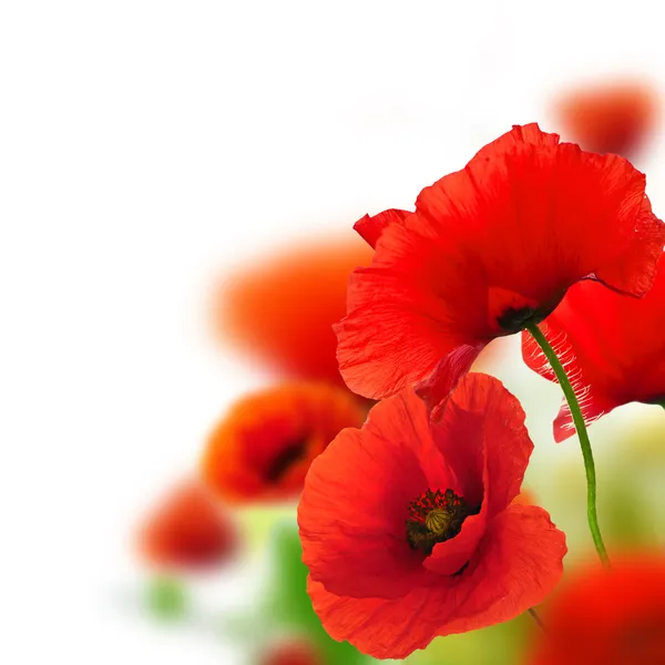 Poppies flowers background - frame — Stock Photo, Image