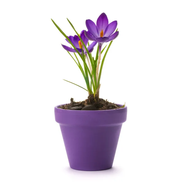 Fresh crocus into a purple pot — Stock Photo, Image