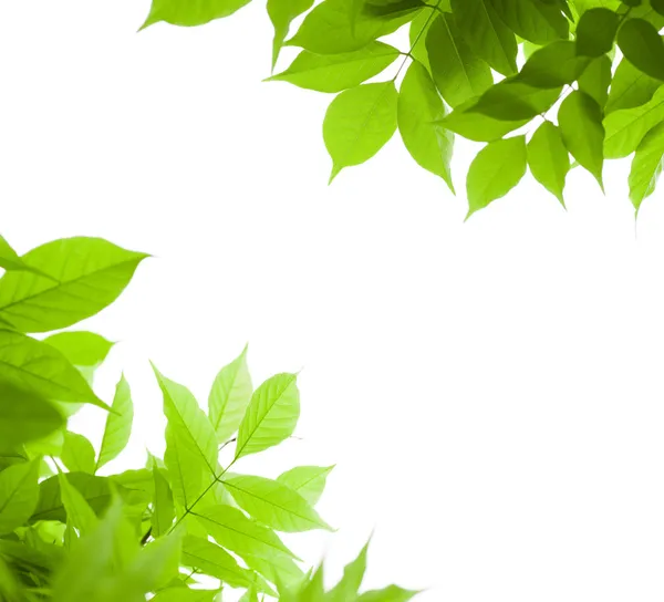 Fresh green leaves, white background - border — Stock Photo, Image