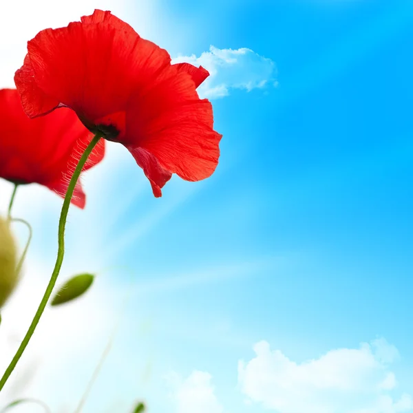 Poppies flowers and blue sky — Stock Photo, Image