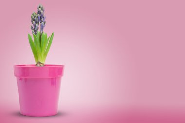 Fleur jacinthe (hyacinthe) hyacinthussur düşkün gül