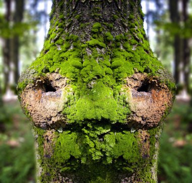 Fairytale forest, face of the bark clipart