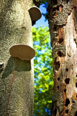 Trunks in the forest, hollows tree and fungi clipart