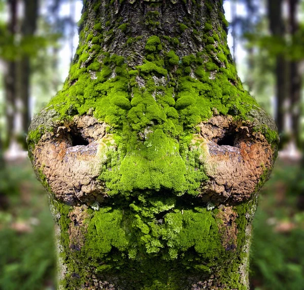 Fairytale forest, face of the bark — Stock Photo, Image