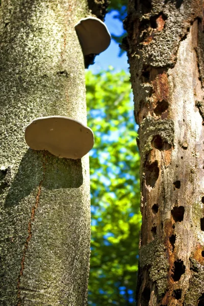 stock image Trunks in the forest, hollows tree and fungi