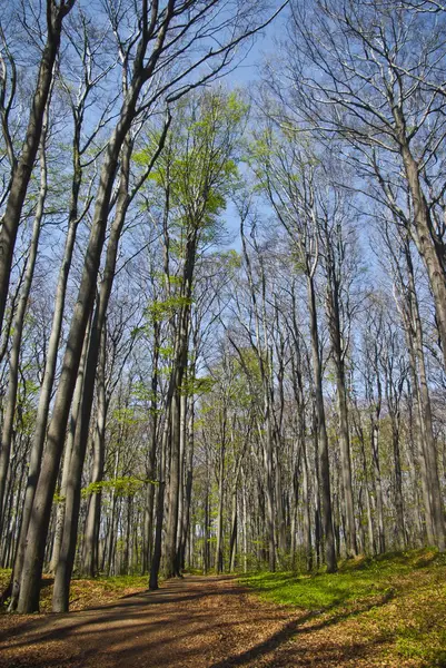 stock image Beech forest