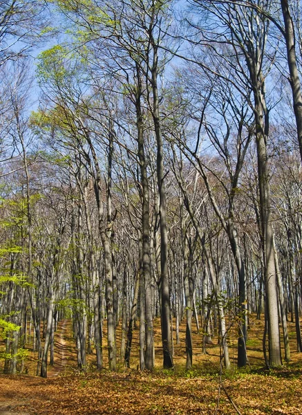 stock image Beech forest