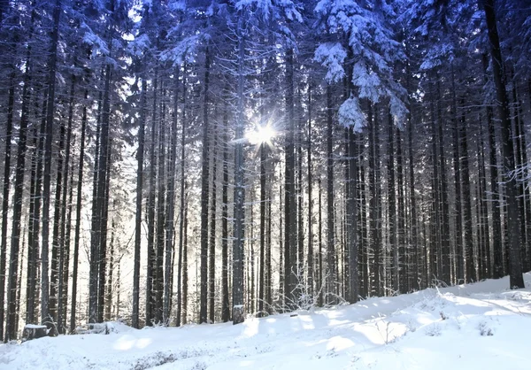Árboles y sol en el bosque invernal —  Fotos de Stock