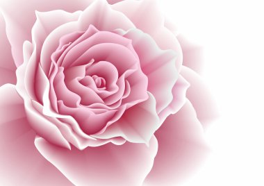 Pink rose. Vector illustration.