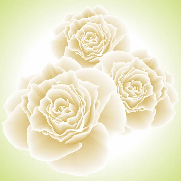White roses. Vector illustration. — Stock Vector