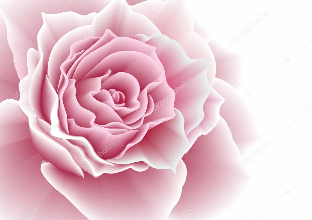 Pink rose. Vector illustration.