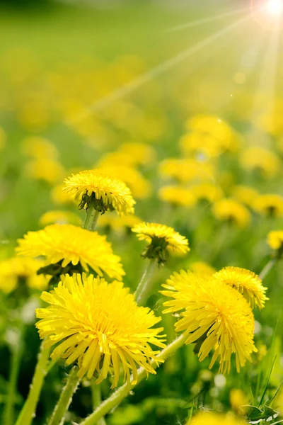 stock image Spring dandelion