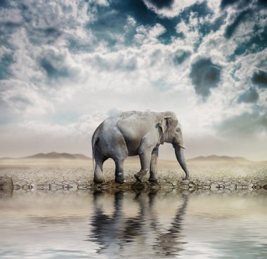 Elephant in the desert clipart