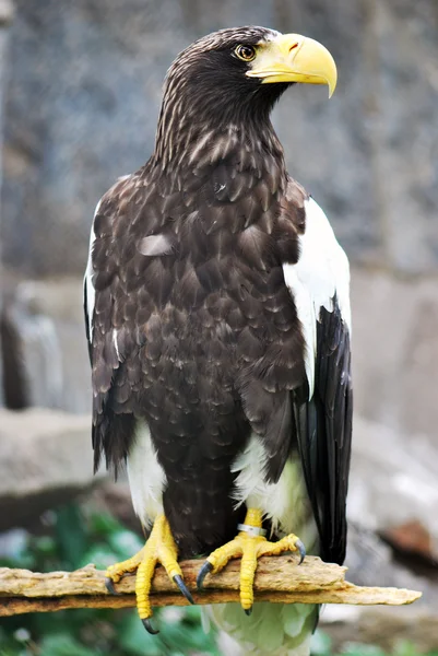 The eagle was sitting on a branch — Stock Photo, Image