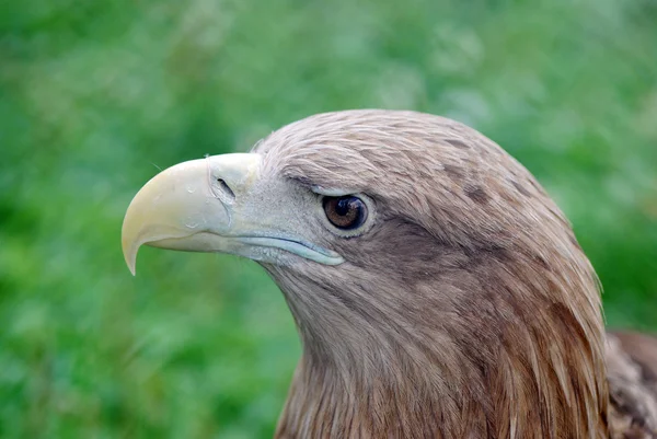 El águila —  Fotos de Stock