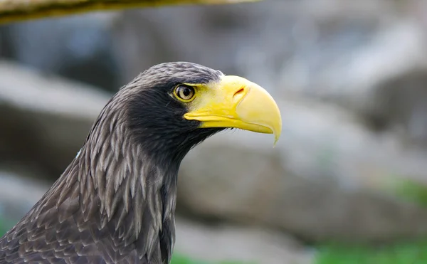 Der Adler — Stockfoto