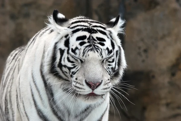 Witte tijger — Stockfoto