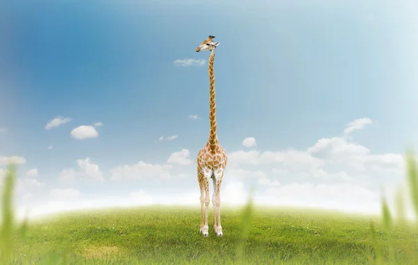 stock image Giraffe