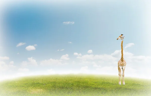 stock image Giraffe