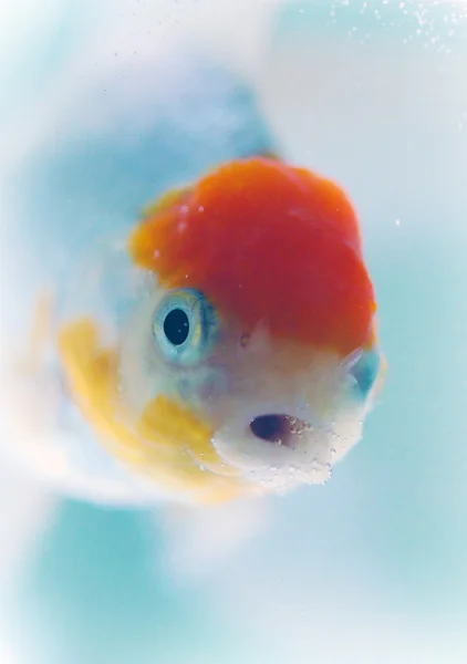 stock image Goldfish