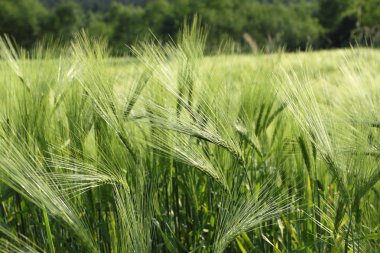 Fields of barley clipart