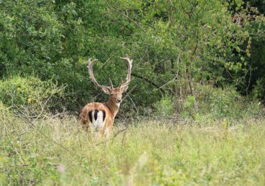 Avrupa'da fauna