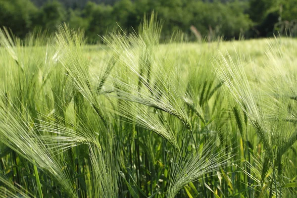 大麦的领域 — 图库照片