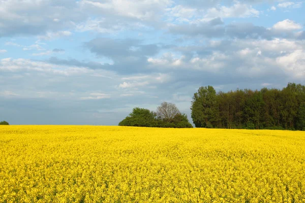 Colorful spring landscape — Stock Photo, Image