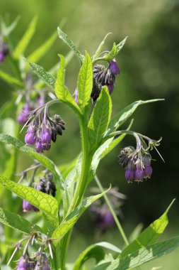 Comfrey.