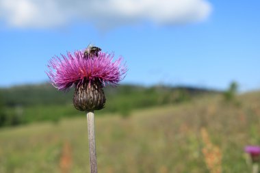 Thistle çiçek