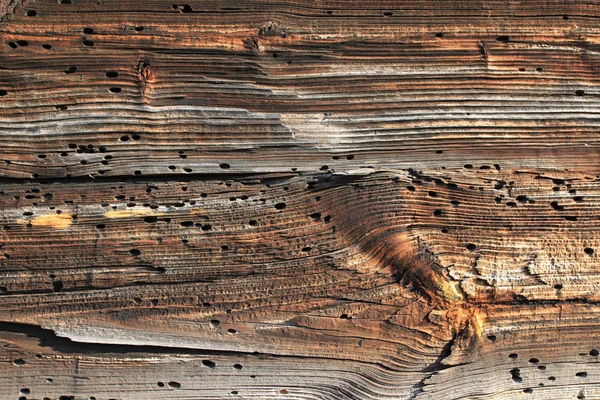 Bark beetle hål — Stockfoto