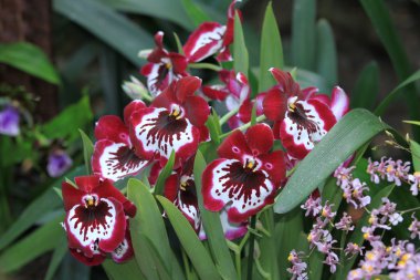 Miltonia orkide çiçek