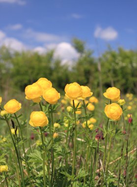 Globeflower