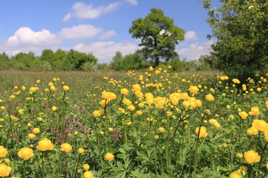 Globeflower clipart