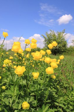 Globeflower