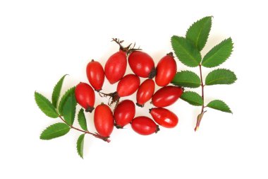 Common hawthorn clipart