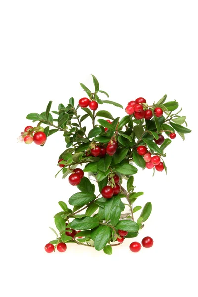Mountain cranberry — Stock Photo, Image