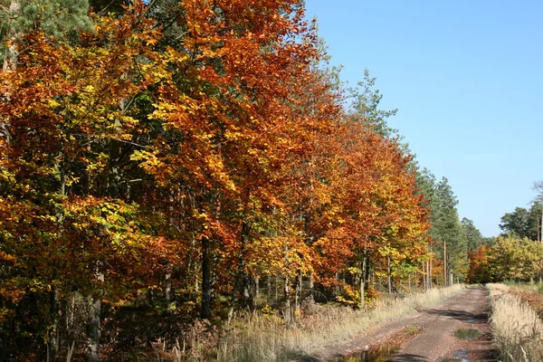 Camino forestal en otoño —  Fotos de Stock
