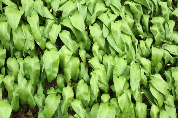 Allium ursinum — Fotografia de Stock