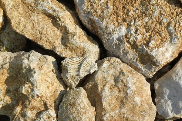 Prähistorisches Fossil — Stockfoto