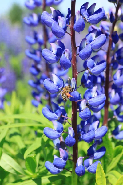 꽃과 벌 — 스톡 사진