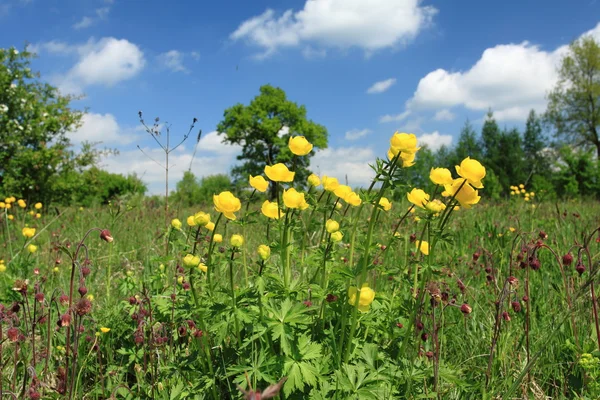 stock image Nature in Poland