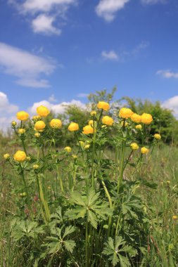 Globeflower