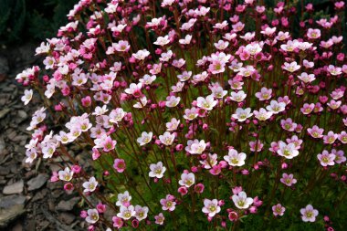 saxifraga çiçekler