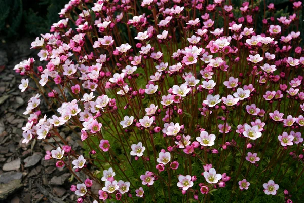Saxifraga kwiaty — Zdjęcie stockowe