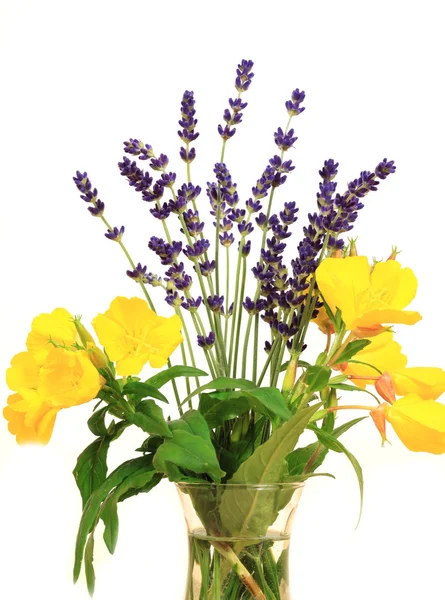 Primrose and lavender — Stock Photo, Image