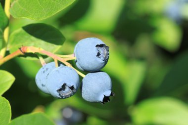 Mavi huckleberry